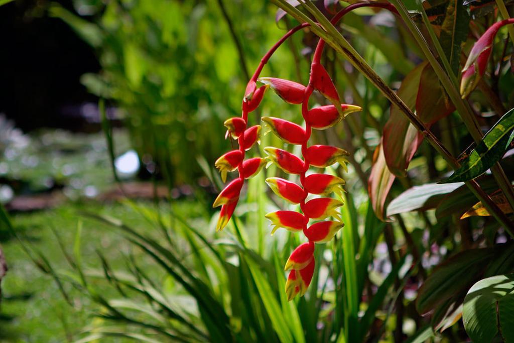 Villa Hibiscus Sanur Esterno foto