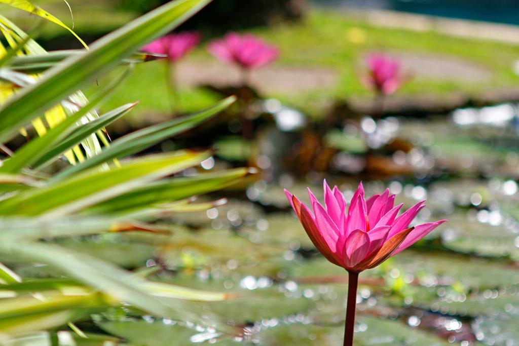 Villa Hibiscus Sanur Esterno foto